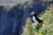 A single puffin on a cliff