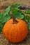 Single Pumpkin with lush green leaves