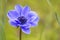 Single purple anemone flower against blurry green natural background in outdoor environment