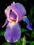 Single Purple Bearded Iris Blossom