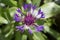 Single purple blue Mountain Cornflower, Centaurea montana, Montane Knapweed, Bachelors Button, closeup on a green background