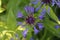 Single purple blue Mountain Cornflower, Centaurea montana or Montane Knapweed, Bachelors Button, green leaf background