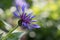 Single purple blue Mountain Cornflower, Centaurea montana or Montane Knapweed, Bachelors Button, side view closeup