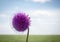 Single purple bull thistle in blurred background.