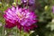 Single Purple Cactus Variety Dahlia