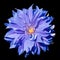 Single purple chrysanthemum flower with yellow petal,isolated on black