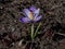 Single purple crocus growing in dirt in spring