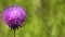 Single purple fluffy flower