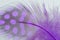 Single Purple Guinea Feather Macro Background