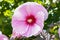 Single purple hibiscus close up