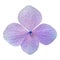 Single Purple Hydrangea Flower Isolated