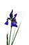 Single Purple Iris