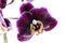 Single purple orchid