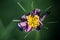 Single purple petal drying wild flower macro