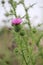 Single purple Scottish thistle in a field.