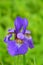 Single purple Siberian iris median oval garden Riverside Drive