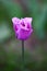 Single purple tulip