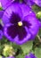 Single purple violet flower low poly background