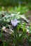 Single Purple and White Striped Crocus Bloom