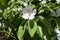 Single quince flower with white petals and small pistils