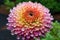 a single rainbow-colored chrysanthemum with dew drops on the petals