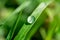 A single raindrop on a grass leaf