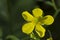 Single Ranunculus Cortusifolius Flower Azores Buttercup