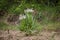 Single rare and endemic plant Rindera umbellata