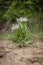 Single rare and endemic plant Rindera umbellata