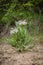 Single rare and endemic plant Rindera umbellata