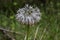 Single rare and endemic plant Rindera umbellata