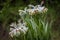 Single rare and endemic plant Rindera umbellata