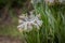 Single rare and endemic plant Rindera umbellata