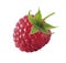 Single raspberry berry as package design element