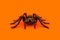 Single real tarantula spider on orange background. Creepy Halloween concept with blank space