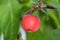 A single red apple in an appletree as a close up