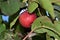 A single red apple in an appletree as a close up