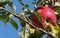 Single red apple at the tree in front of blue sky