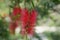 A single red Australian flower Callistemon
