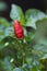 Single red chilli on a bush in the garden