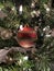 Single Red Christmas Tree Ornament