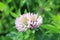 Single Red Clover Flower