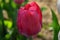 Single Red Fancy Tulip Close Up