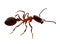 Single red fire ant with strong jaws, social insect, worker or soldier