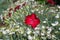 Single red flower of Dianthus