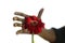 A single red flower head and a man fingers shadow in the background trying to reach the flower. Gerbera daisy flower, a perennial