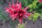 A single red flower of monarda didyma bergamot, rhododendron in the summer garden