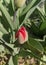 Single red garden tulip bud seen from above