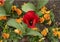 Single red garden tulip and orange pansy in a garden along a sidewalk in Dallas, Texas