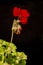Single red geranium flower in the flowerpot